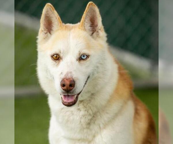 Medium Photo #1 Siberian Husky Puppy For Sale in Camarillo, CA, USA