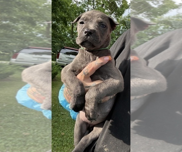 Medium Photo #31 Cane Corso Puppy For Sale in ANDERSON, IN, USA