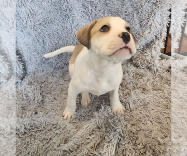 Medium Photo #4 Mutt Puppy For Sale in Fargo, ND, USA