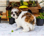 Small #6 Shih Tzu