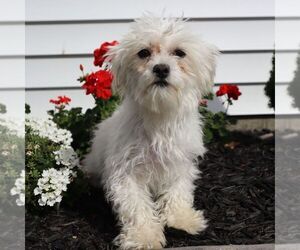 Mother of the Maltese puppies born on 07/10/2025