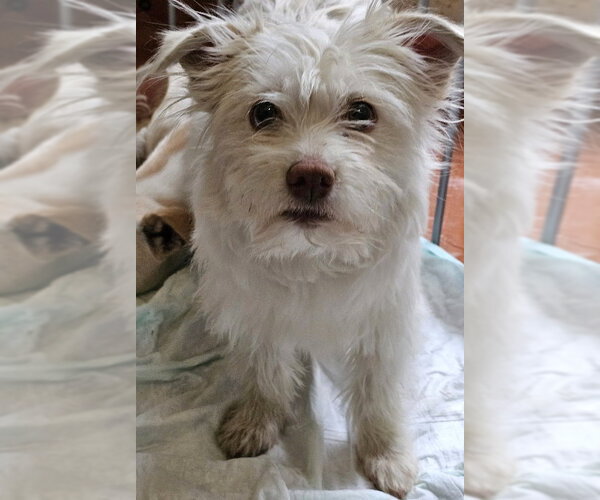 Medium Photo #4 Mutt Puppy For Sale in Olalla, WA, USA