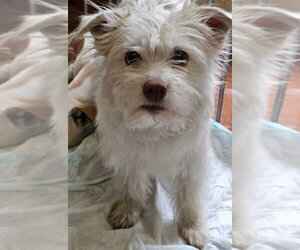 Lizzie - Female Mutt Dog for Adoption - Photo #4
