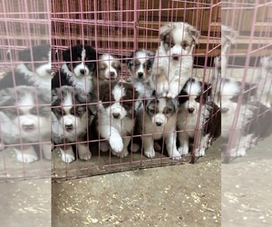 Australian Shepherd Puppy for sale in CONYERS, GA, USA