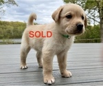 Small #19 Labrador Retriever