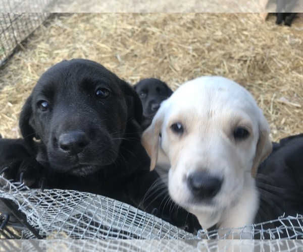 Medium Photo #9 Labrador Retriever Puppy For Sale in CROSS TIMBERS, MO, USA