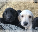 Small Photo #9 Labrador Retriever Puppy For Sale in CROSS TIMBERS, MO, USA