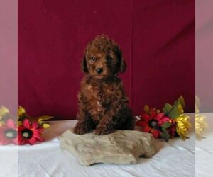 Cavapoo Puppy for sale in GORDONVILLE, PA, USA