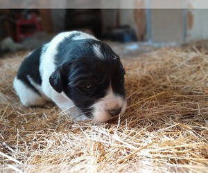 Newfoundland-Saint Bernard Mix Puppy for sale in COLVILLE, WA, USA