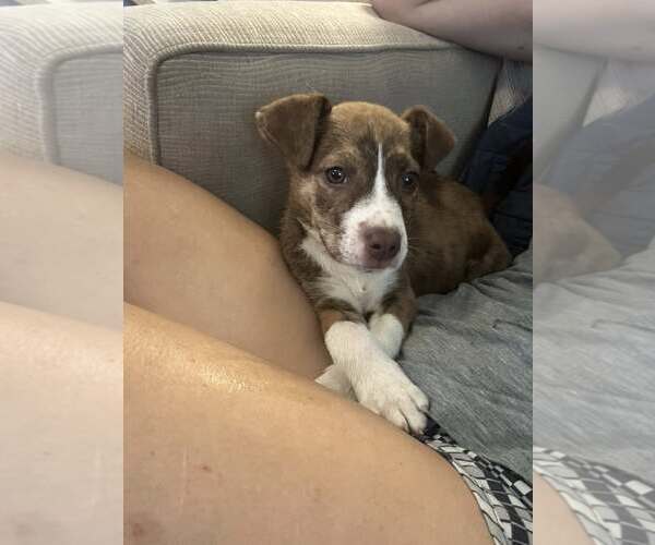 Medium Photo #3 Mutt Puppy For Sale in Greenville, SC, USA