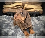 Puppy Bentley Dachshund