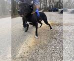 Small Photo #2 Labrador Retriever Puppy For Sale in Frenchburg, KY, USA