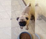 Small #2 Pug