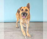 Small #2 German Shepherd Dog
