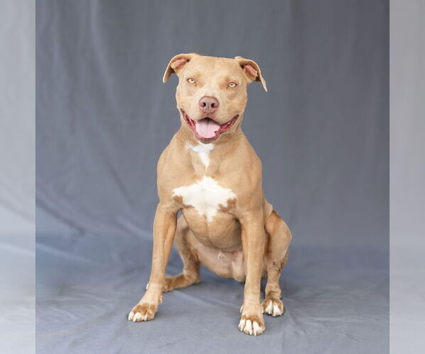 Medium Photo #2 American Pit Bull Terrier Puppy For Sale in Pasadena, CA, USA