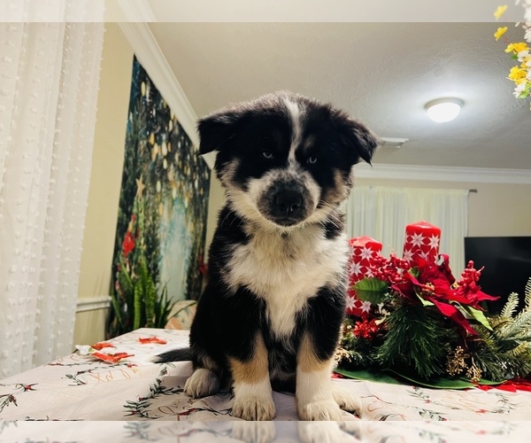Medium Photo #14 Siberian Husky Puppy For Sale in SUGAR LAND, TX, USA