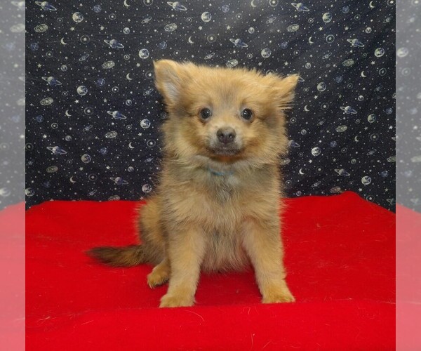 Medium Photo #1 Pomeranian Puppy For Sale in PATERSON, NJ, USA