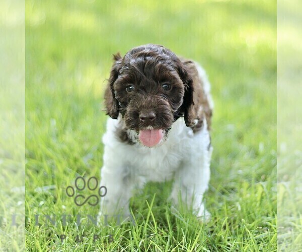 Medium Photo #4 Cock-A-Poo Puppy For Sale in RONKS, PA, USA