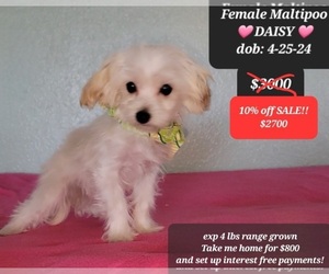 Maltipoo Puppy for sale in TUCSON, AZ, USA