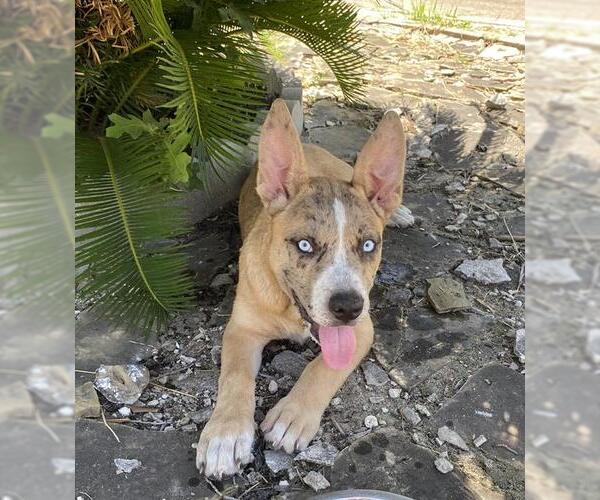 Medium Photo #1 Huskies -Unknown Mix Puppy For Sale in San Antonio, TX, USA