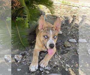 Huskies -Unknown Mix Dogs for adoption in San Antonio, TX, USA