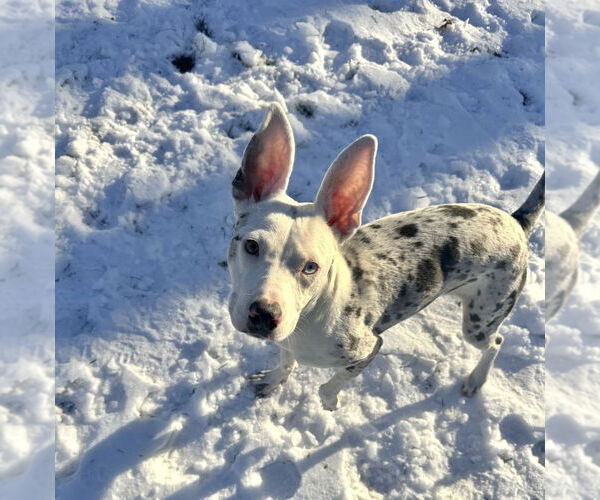 Medium Photo #1 Catahoula Leopard Dog-Unknown Mix Puppy For Sale in Boston, MA, USA