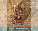 Small --Labrador Retriever Mix