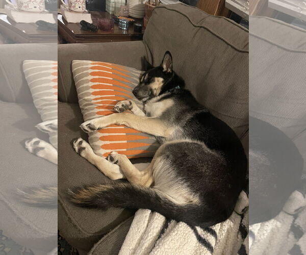 Medium Photo #10 Huskies -Unknown Mix Puppy For Sale in Minneapolis, MN, USA