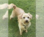 Small #5 Havanese Mix
