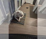 Small #3 American Bulldog Mix
