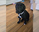 Small #11 American Pit Bull Terrier-Labrador Retriever Mix