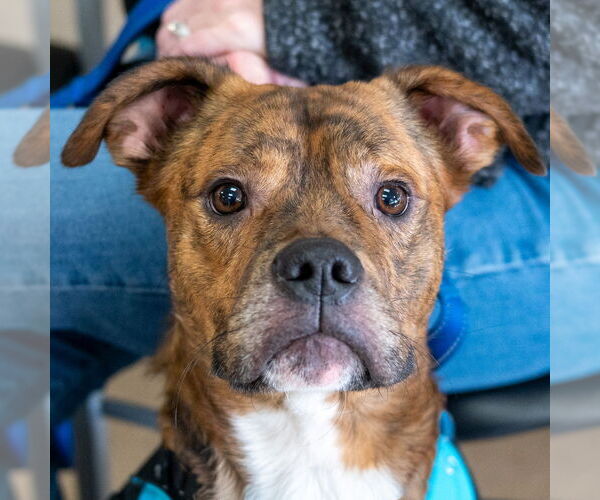 Medium Photo #2 Boxer-Unknown Mix Puppy For Sale in Mundelein, IL, USA