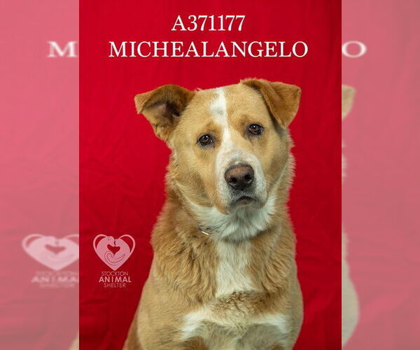 Medium Photo #2 Labrador Retriever-Unknown Mix Puppy For Sale in Stockton, CA, USA