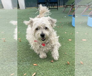 Maltipoo Dogs for adoption in Tempe , AZ, USA