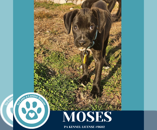 Medium Photo #2 Labrador Retriever-Unknown Mix Puppy For Sale in Kimberton, PA, USA