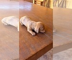Small Dachshund