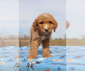 Goldendoodle Puppy for sale in UNION CITY, TN, USA