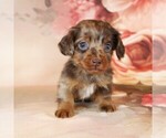 Puppy Valentino Dachshund