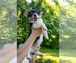 Small #17 Pembroke Welsh Corgi