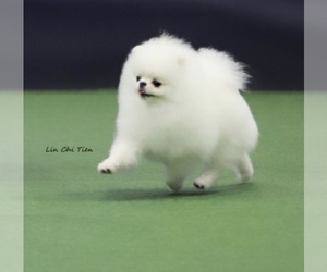 Pomeranian Puppy for sale in CHINO HILLS, CA, USA