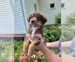 Medium Australian Retriever-Australian Shepherd Mix