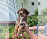 Puppy 4 Australian Retriever-Australian Shepherd Mix