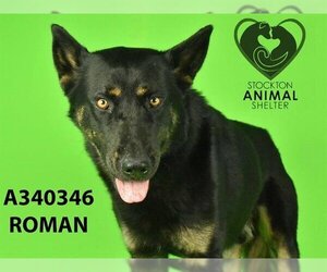 German Shepherd Dog Dogs for adoption in Stockton, CA, USA