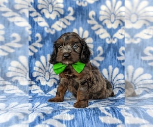 Cock-A-Poo Puppy for sale in KIRKWOOD, PA, USA