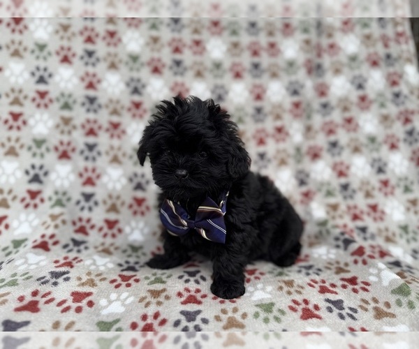 Medium Photo #6 Shih-Poo Puppy For Sale in LAKELAND, FL, USA