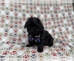 Small #5 Shih-Poo