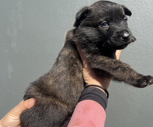 Medium Dutch Shepherd Dog