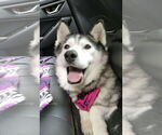Small #2 Siberian Husky