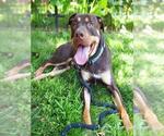 Small #1 American Pit Bull Terrier-Doberman Pinscher Mix