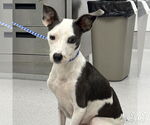 Small #1 Feist Terrier-Rat Terrier Mix